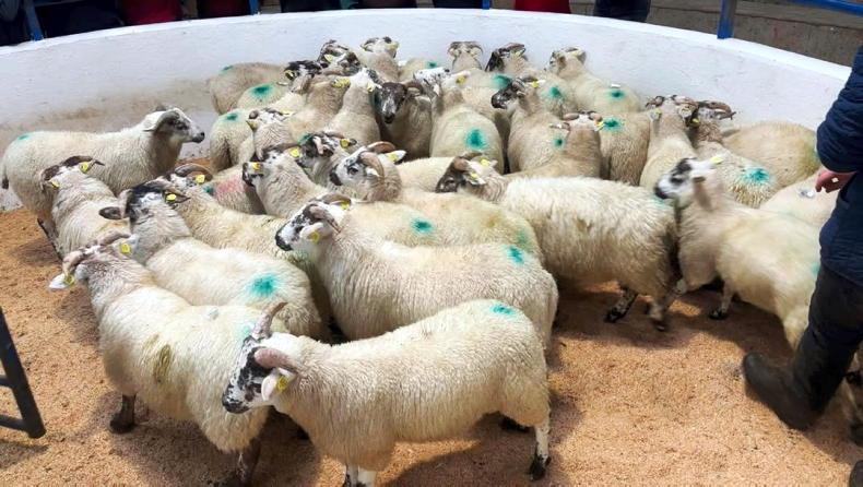 Sheep kill falls by 16% in 2025