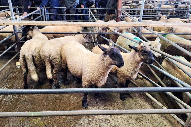 Sheep mart comment: demand for stores remains firm