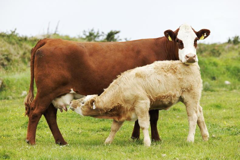 Decline in cattle numbers could double next year - ICSA