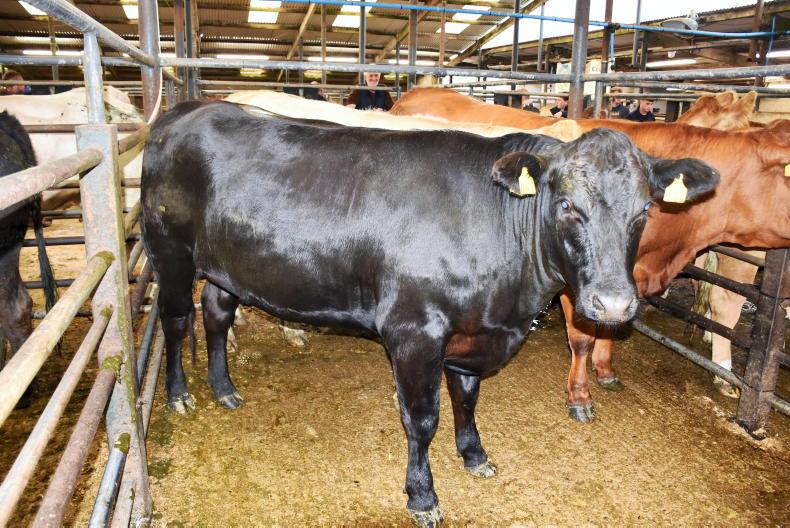 Northern View: NI beef playing catch-up with ROI