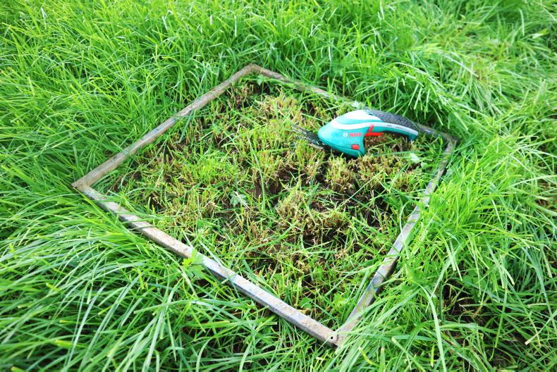 Dairy Management: grass growth rates rebounding