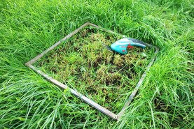 Dairy Management: grass growth rates rebounding