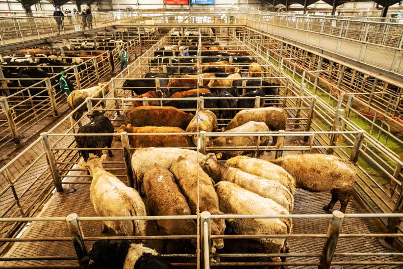Watch: top call of €3,710 for cull bull in Kilkenny Mart