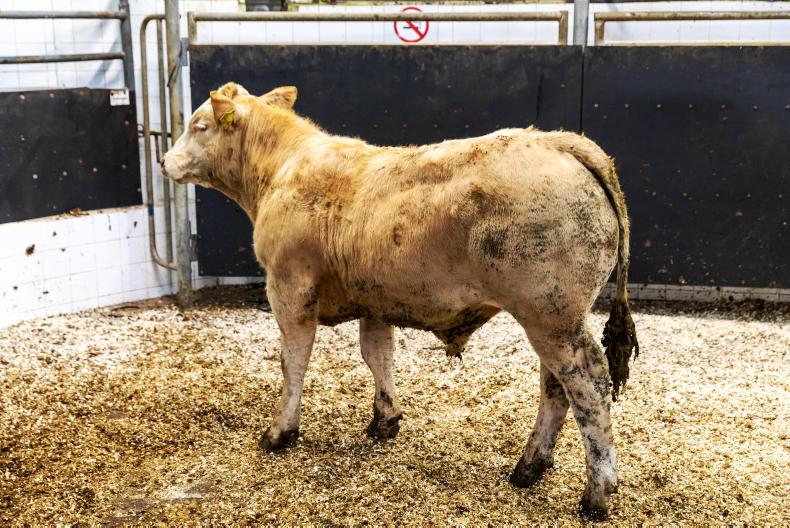 Watch: bulls hit €5,900 in Elphin Mart
