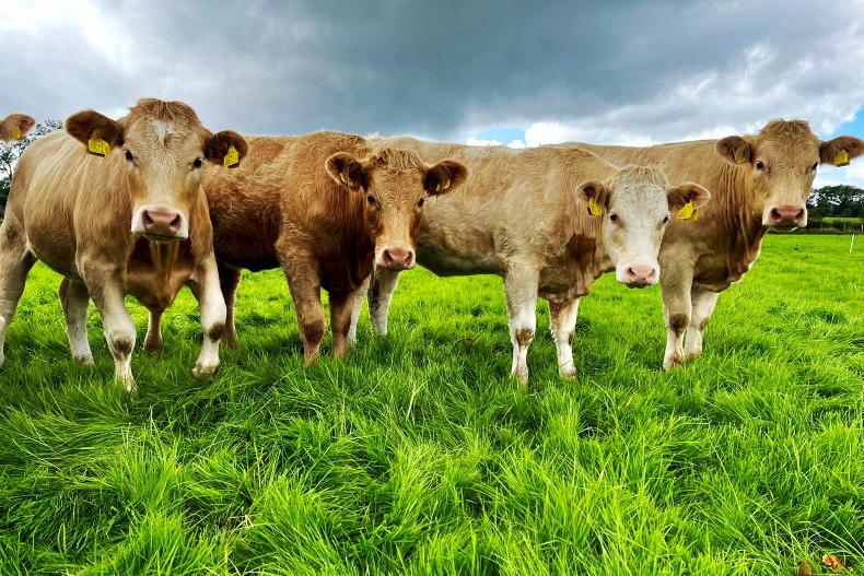The Grass Week: growth in good position ahead of long weekend