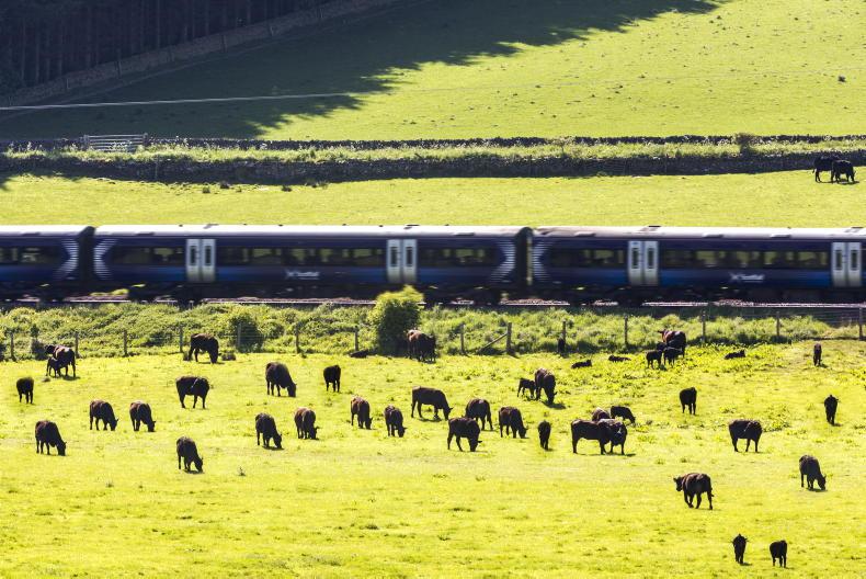 Irish Rail seeking forestry consultant