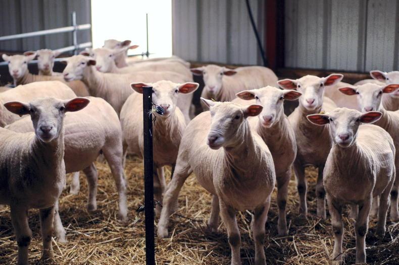 Global sheep prices running up to €1.85/kg higher