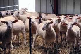 Global sheep prices running up to €1.85/kg higher