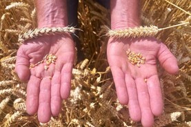 Watch: all five days of Crop Tour in one place
