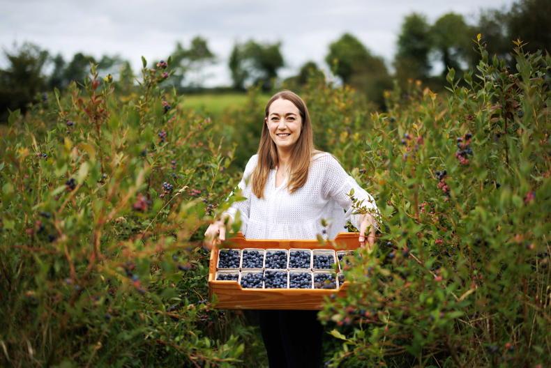 Banner Berries... as we walk the fields of blue in Clare 