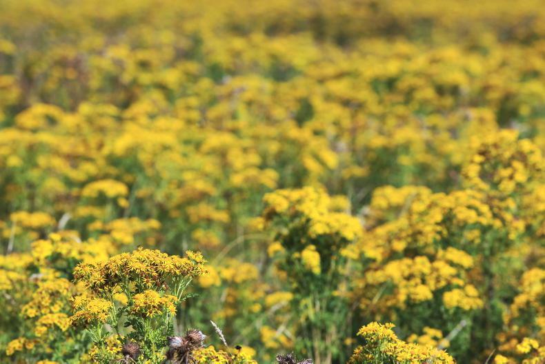 Ragwort thriving in Leinster House