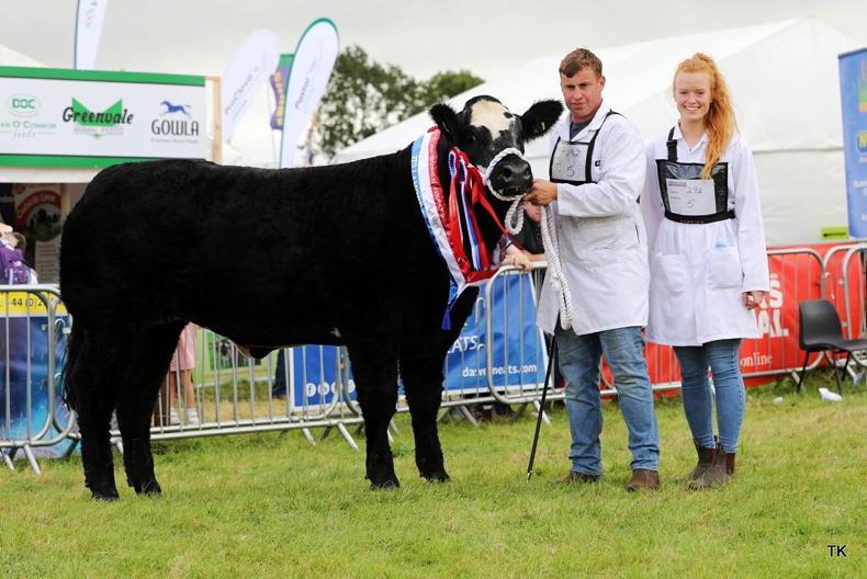 Commercial cattle on the rise in Tullamore