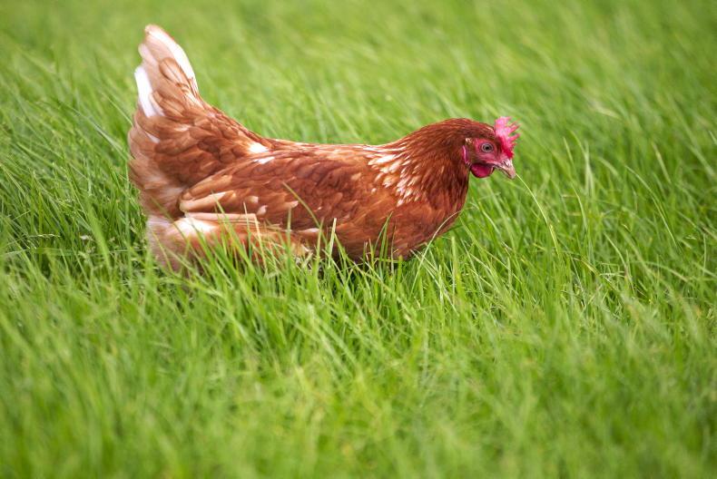 Bird flu confirmed in small backyard flock in Donegal 