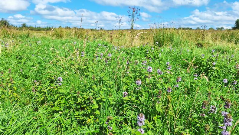 One third of ACRES scorecards submitted