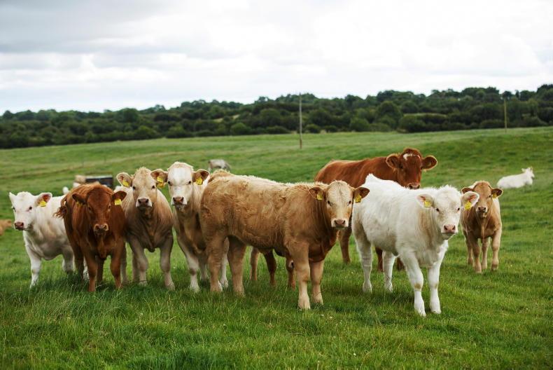 Opening of €75/calf beef welfare scheme imminent