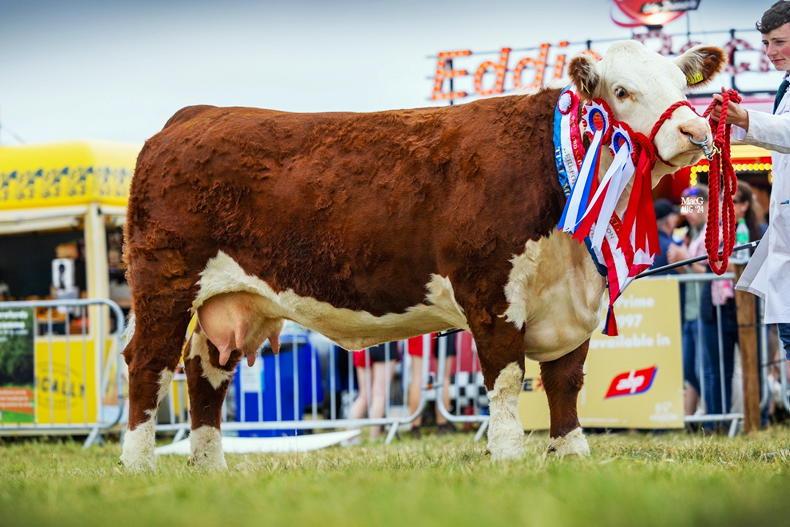 National Hereford titles on the line in Tullamore