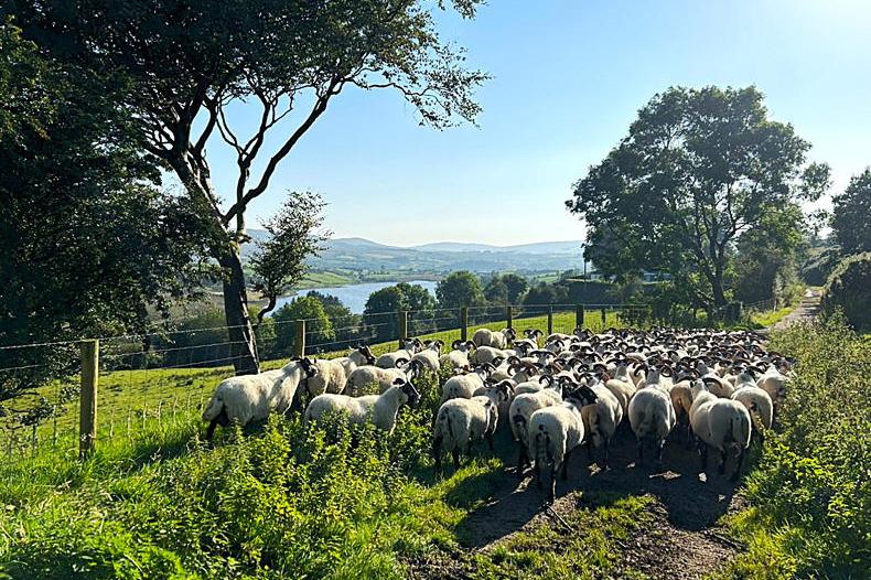 Farmer Writes: splitting sheep not my favourite job