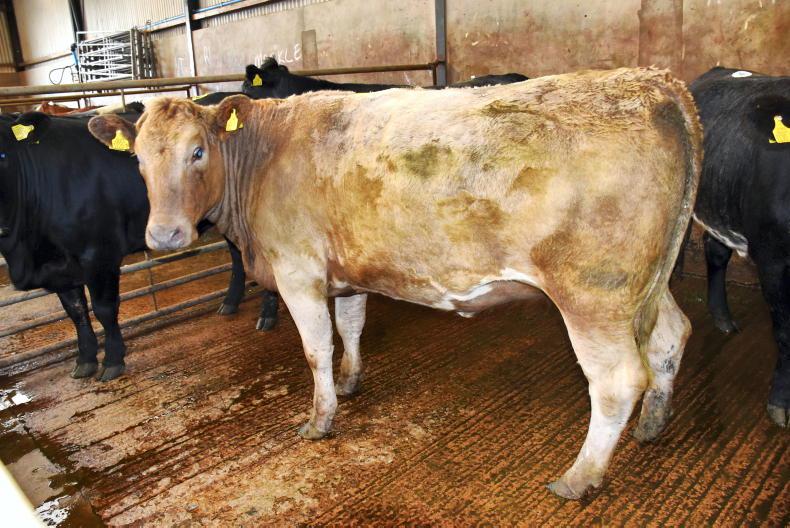 Buyers keen for cattle in Armoy Mart