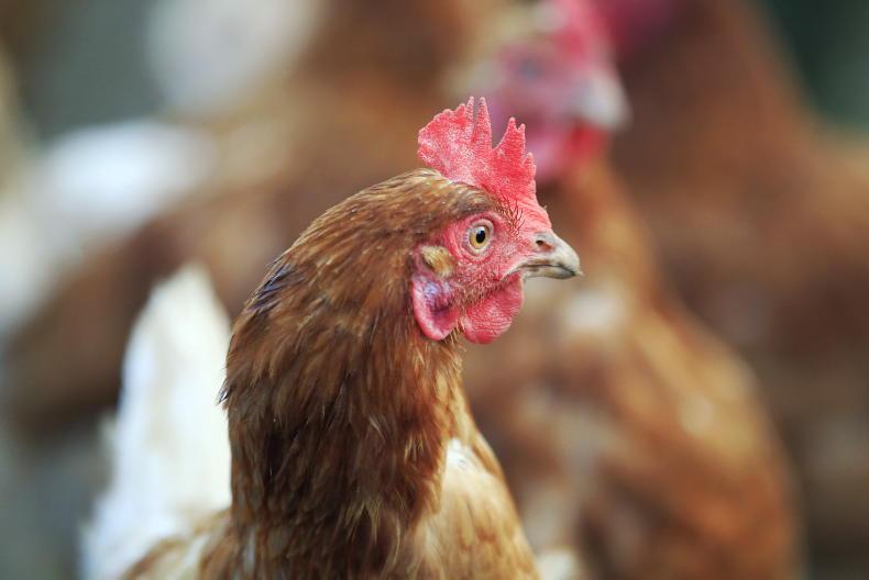 Attitude needs to change around bird flu - IFA