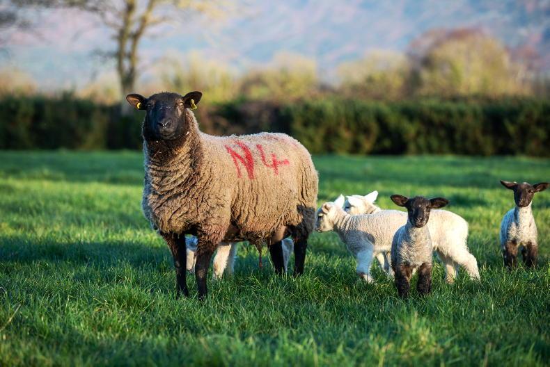 Sheep farmers getting ‘bad price when there’s under-supply’ – ICSA