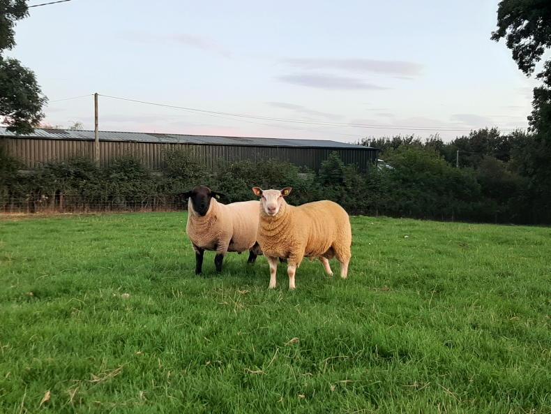 Sheep Management: ram effect, purchasing rams, blowfly strike and SWS BCS