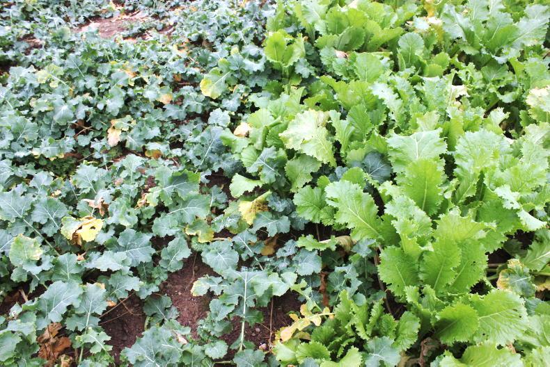 Home Farm: maintenance and giving it all back
