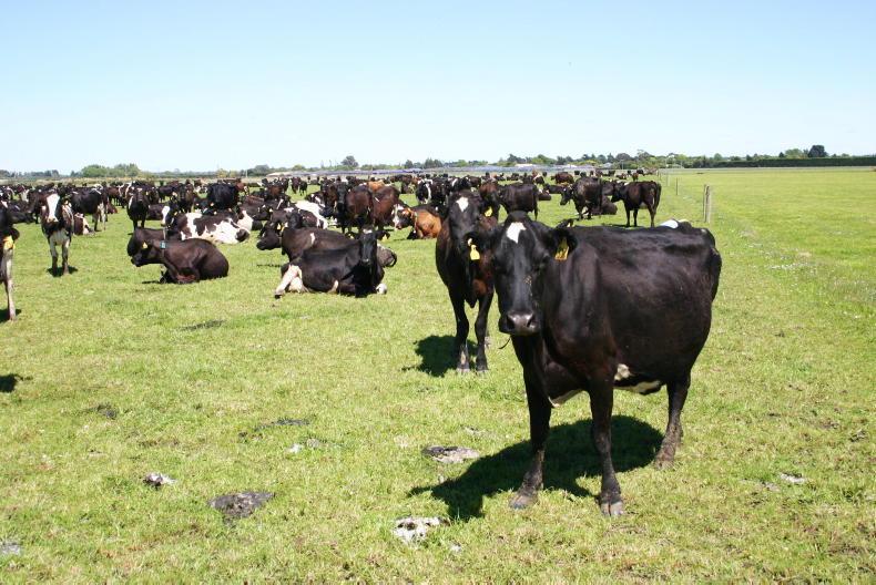 Dempsey at Large: New Zealand and Holland reverse on dairy 