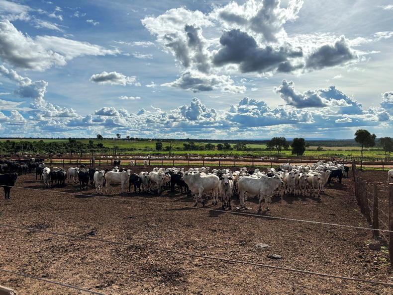 Brazil’s beef exports to increase by 1.75m tonnes 