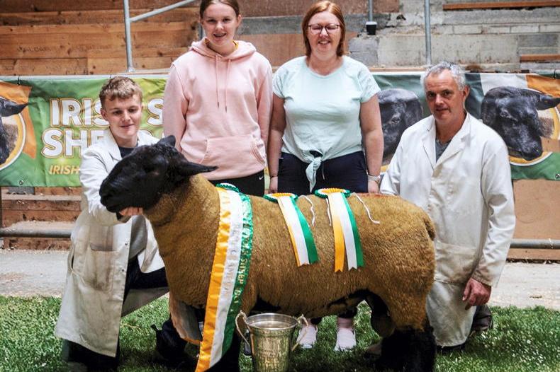 Duncormick Suffolks do the business in Roscrea
