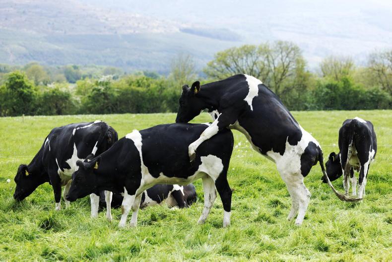 Heifer rearing costs hit €1,722/head in 2025