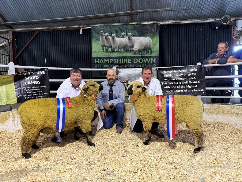 Top price of €920 at Hampshire Down