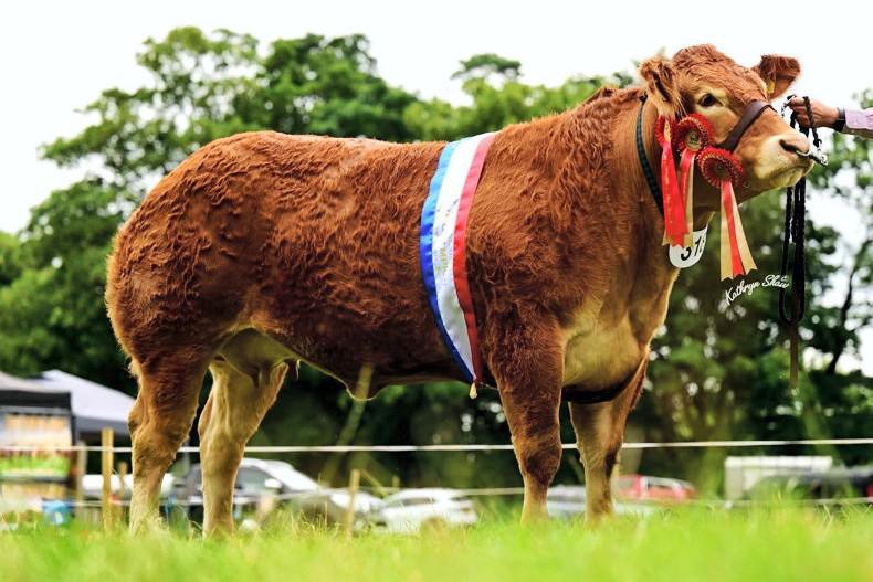 Shakira shakes it up to win another interbreed in Antrim
