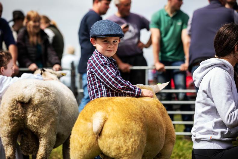 Countdown is on to the FBD all-Ireland Young Shepherd\Shepherdess finals