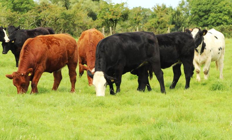 Teagasc outlines presence at upcoming Tullamore Show