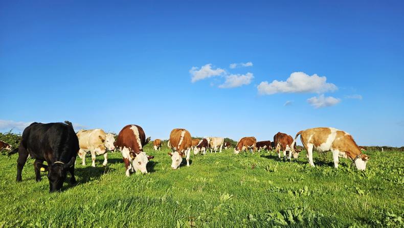 Farmer Writes: the changing face of Ireland's suckler herd
