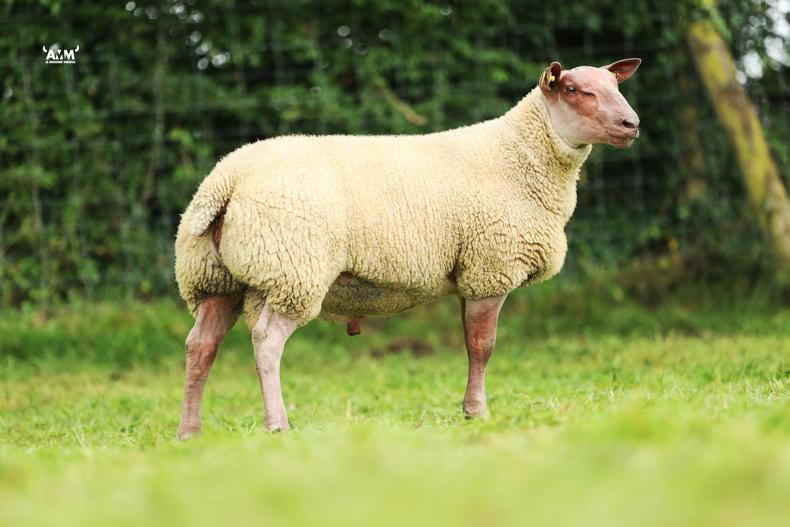 Top price of €1600 at Seeorum Rouge sheep sale