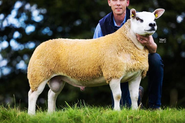 Big entry for Blessington Texels     