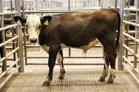 Camera at the Mart: €900 to €1,200 for dairy-cross weanlings in Corrin