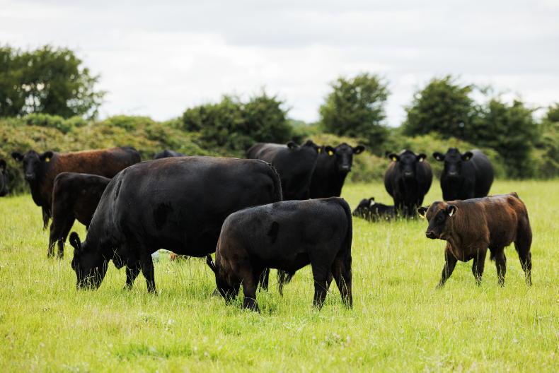 Beef supply to remain tight in EU