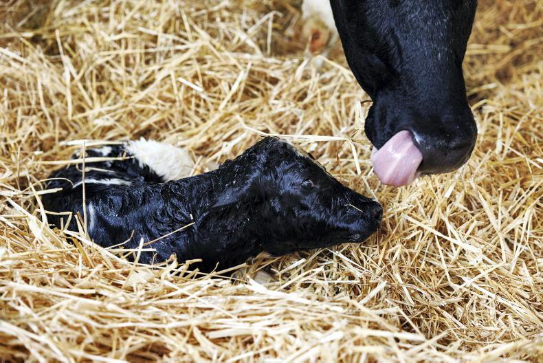 Dairy AI use up by 14% on Irish farms in 2025