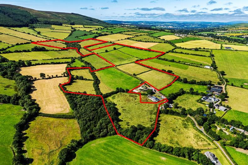 Great grazing in Graiguenamanagh in south Kilkenny