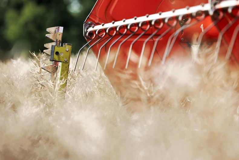 Editorial: oilseed rape a future opportunity