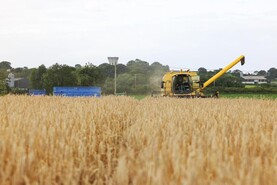 Grain Trends: prices fall as harvest continues this week