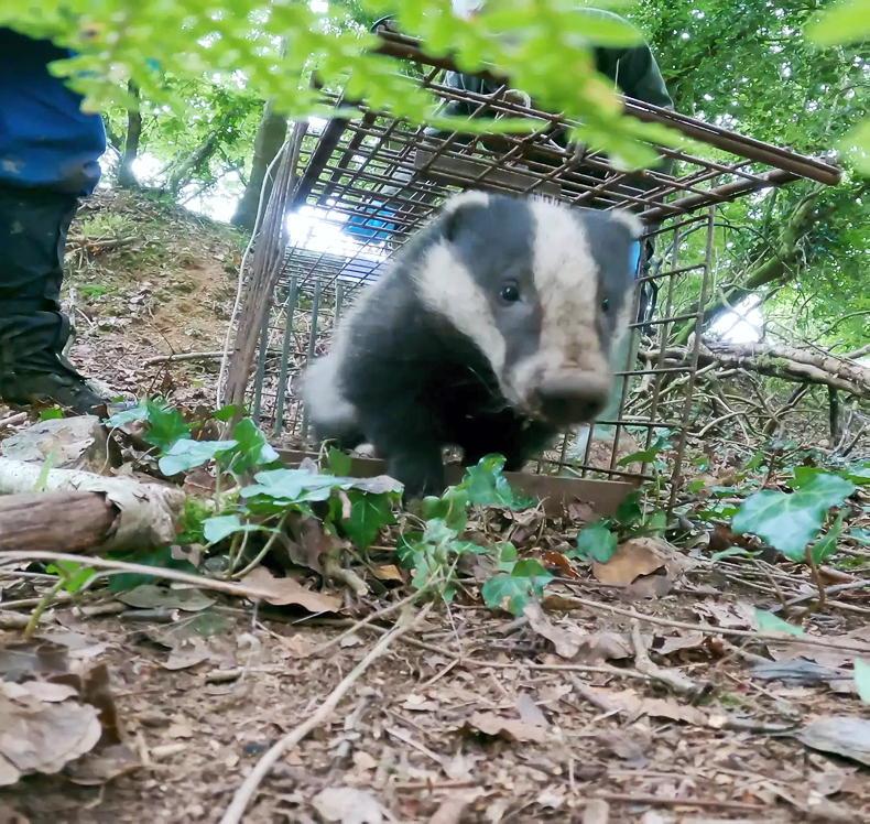 NFU to take part in badger vaccination trial