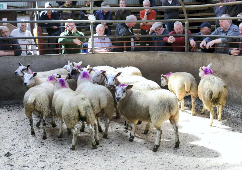 Sheep mart prices: finished lambs in tight supply