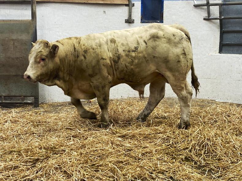 Suckler weanlings up over €880/head in 12 months
