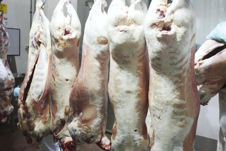 Sheep Trends: lamb throughput falls again but factories refuse to budge