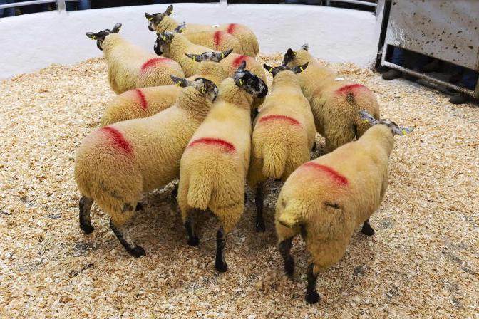 New air of positivity with strong start to breeding sale in Tullow
