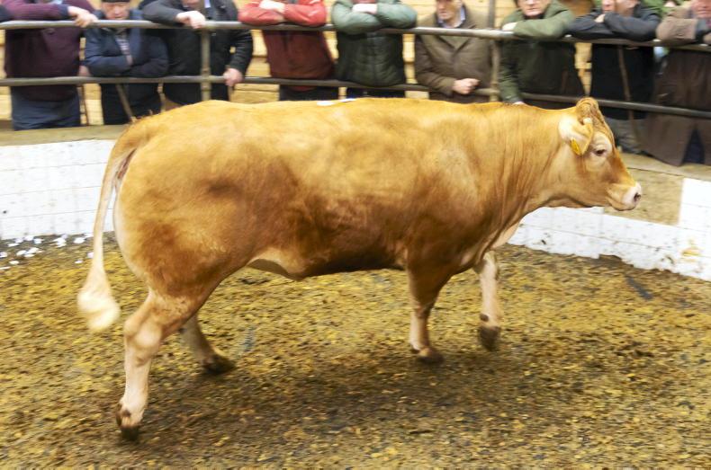 Beef prices match UK as cattle supply plummets