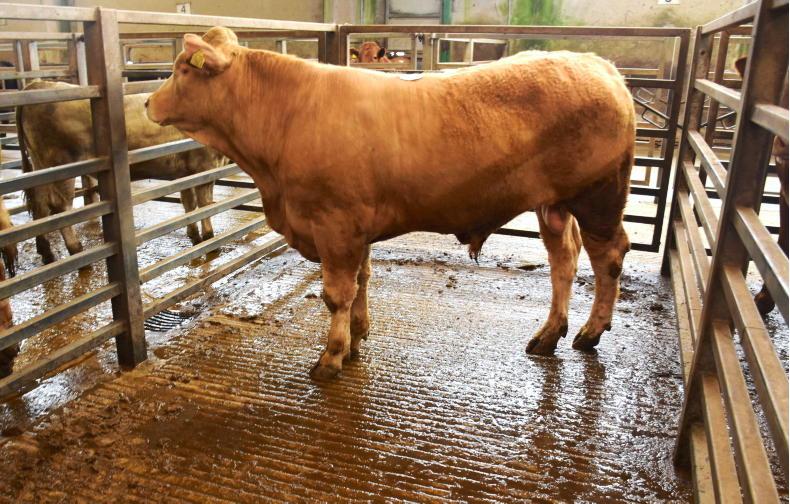 Northern View: little change to prices paid for beef